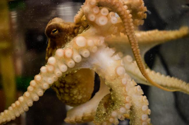 Observing an understanding octopus behavior will be a key aspect of this research.