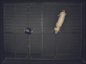 An example of one of the tests that the researchers performed on piglets to test their cognition. Photo cred: Stephen Fleming