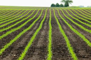 aerial image of corn